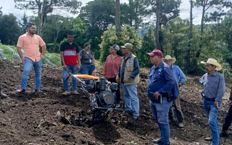 El cultivo de papa un motor para el desarrollo agrícola del oriente del país