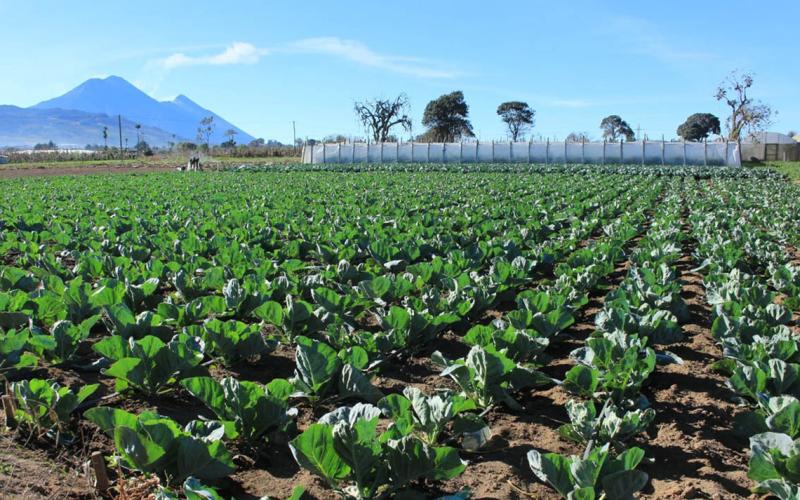 En el Día Mundial del Medio Ambiente: agricultura de la mano con la sostenibilidad ambiental 