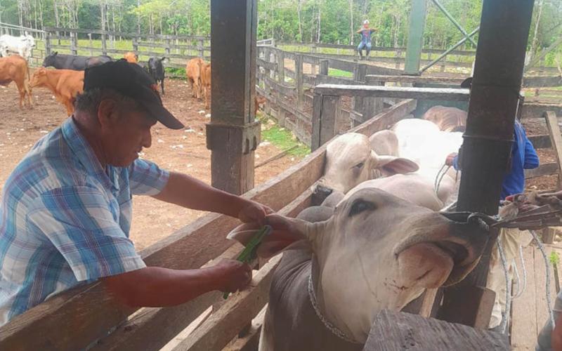 Ganadero de San Francisco, Petén reciben asistencia técnica en trazabilidad bovina 