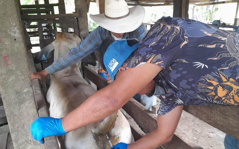 Ganaderos de Sayaxché reciben asistencia técnica previo a la Expo Ganadera