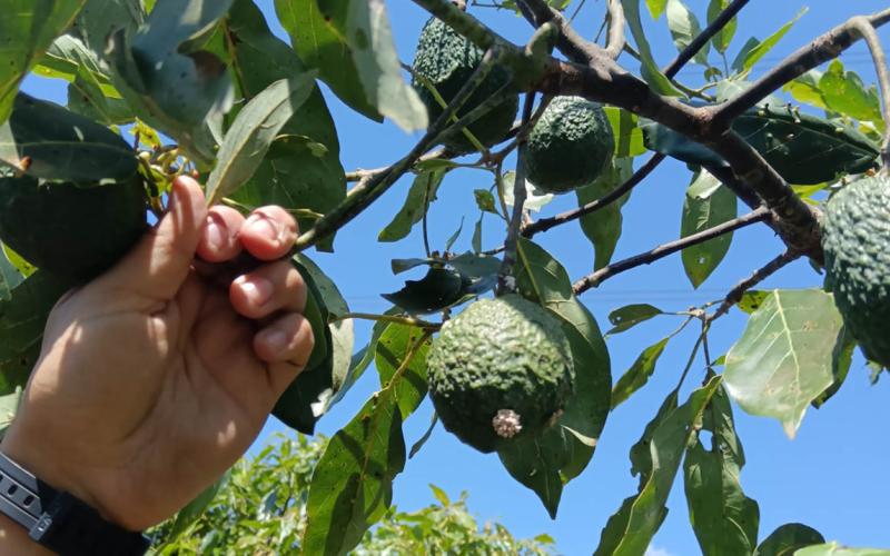 Manejo de plagas cuarentenarias clave para la exportación de aguacate