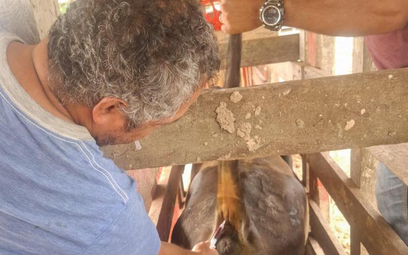 Monitorean sanidad animal en Poptún