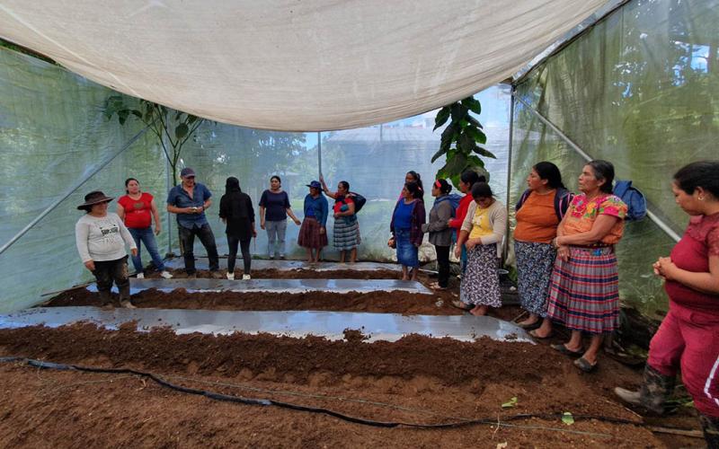 Optimizan área de cultivo de tomate y conocimientos de agricultoras de San Marcos
