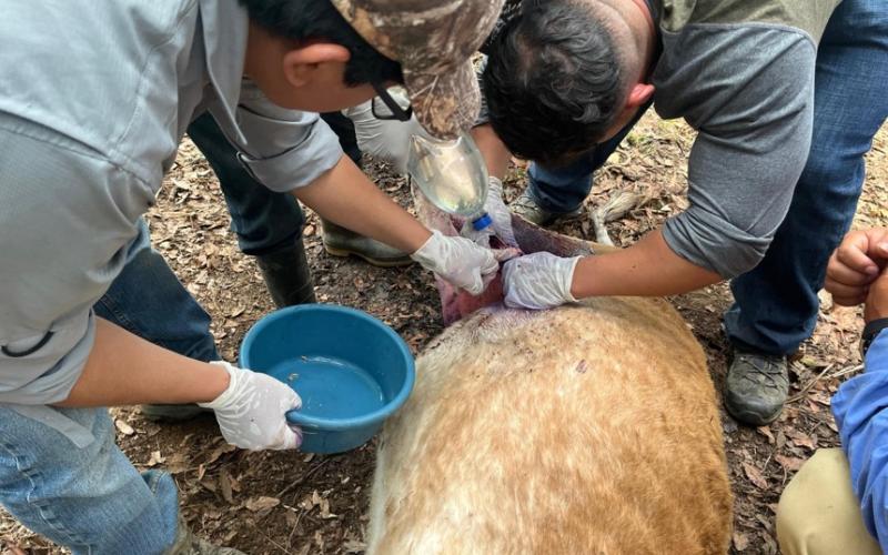 Revisar ombligos y heridas en animales puede frenar propagación del gusano barrenador