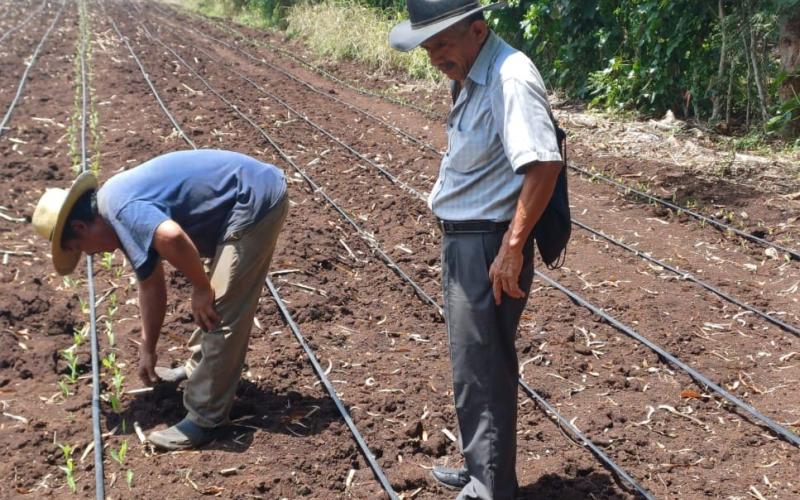 En Retalhuleu cultivan semilla de maíz que optimizará economía familiar