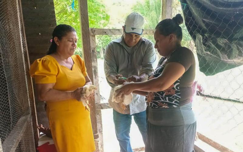 Fortalecen producción avícola en comunidades de Melchor de Mencos