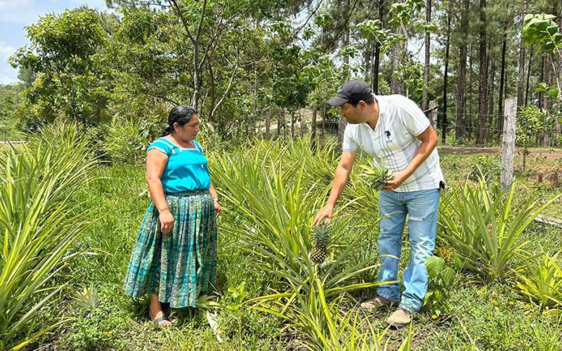 Fortalecen producción de frutales en Poptún