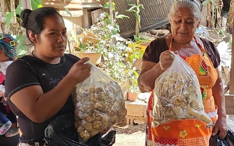 Impulsan cultivo de hongo ostra como alternativa nutritiva