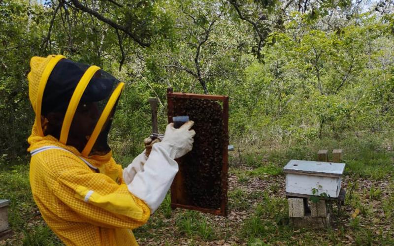 Inician pruebas de tratamiento para el control de varroa en Petén