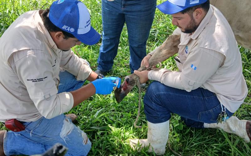 Refuerzan control del Gusano Barrenador en todo el país