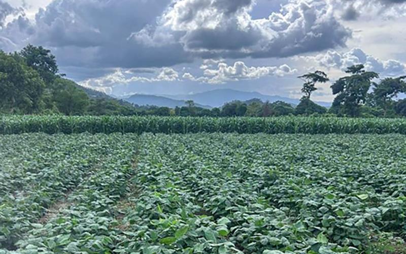 Supervisan validación agronómica de semillas de soya en Jalapa