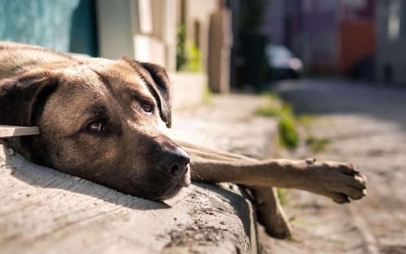 Una fecha para mirar los ojos del abandono