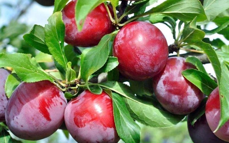 Frutas guatemaltecas viajan con sello de sanidad
