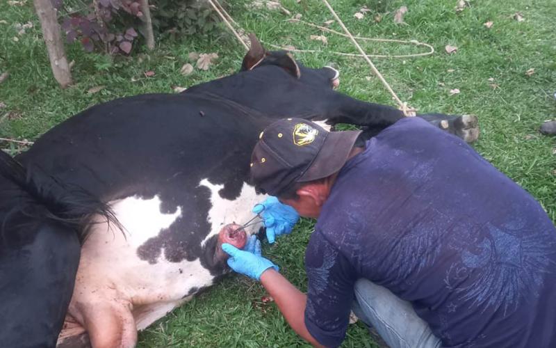 Inspeccionan más de 13 mil animales en lucha contra el Gusano Barrenador