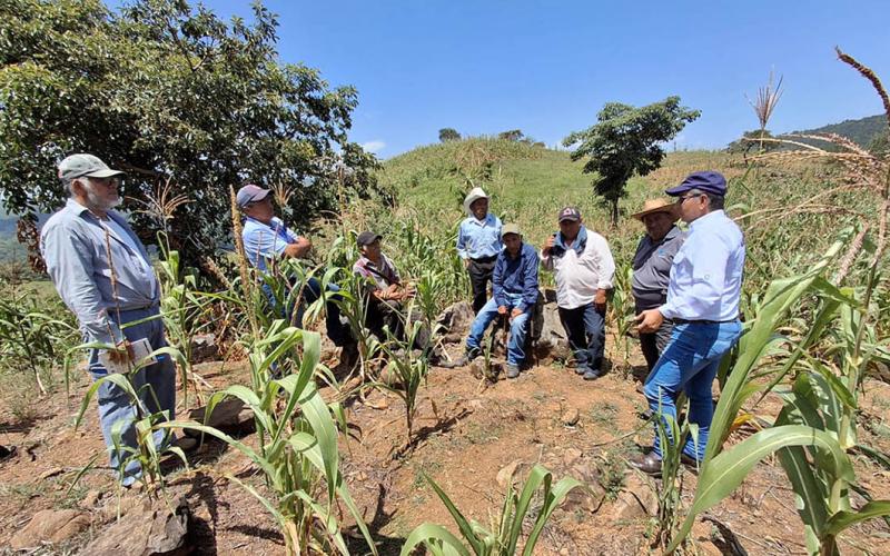 El maíz: planta clave para agricultores de San Pedro Ayampuc