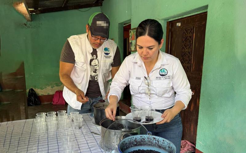 Comunidades participan en prueba de frijol para identificar variedades de mayor aceptación