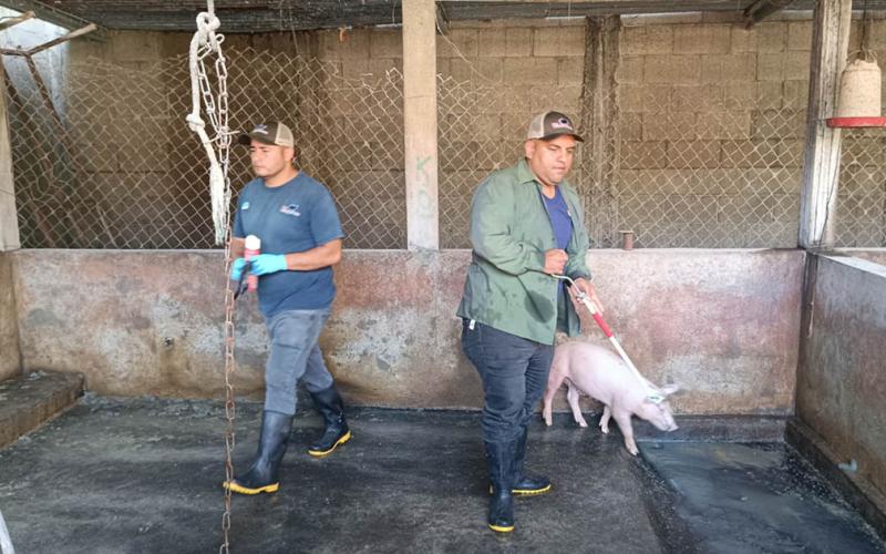 Fortalecen vigilancia epidemiológica y atención sanitaria en cerdos de traspatio