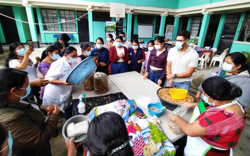 Impulsan fortalecimiento de la producción de hongo ostra en Sololá
