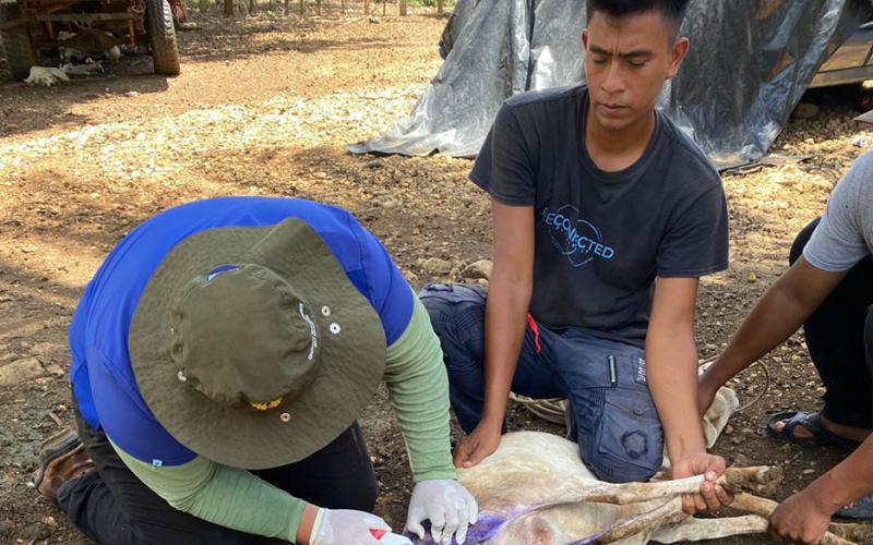 Inspeccionan más de nueve mil animales por Gusano Barrenador
