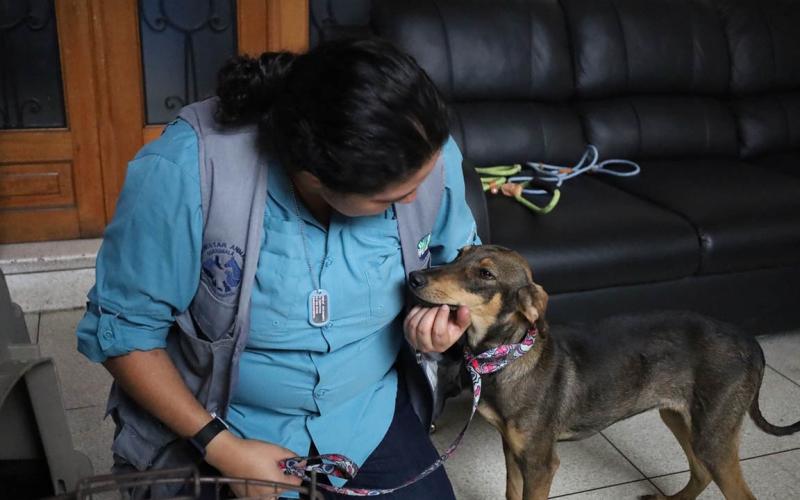 La rabia se puede prevenir, vacuné a su mascota y proteja su vida