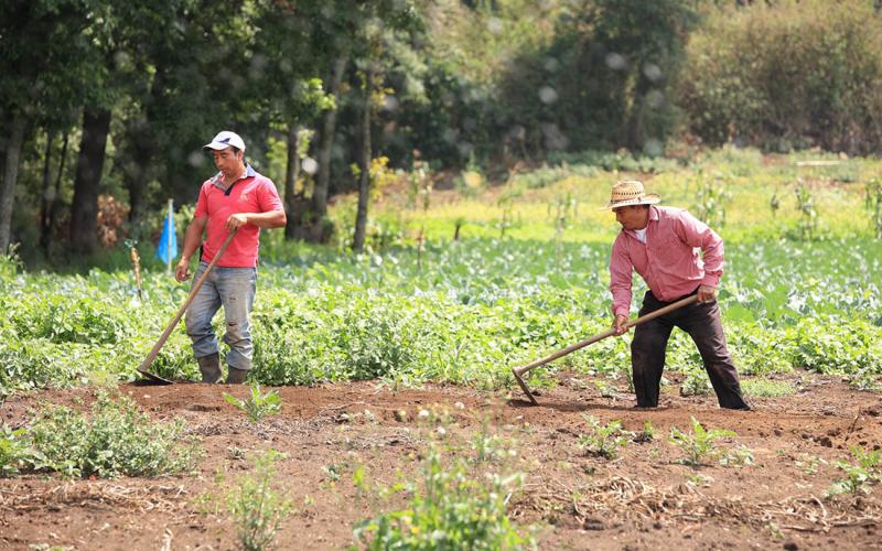 Los guardianes de la sanidad vegetal en Guatemala