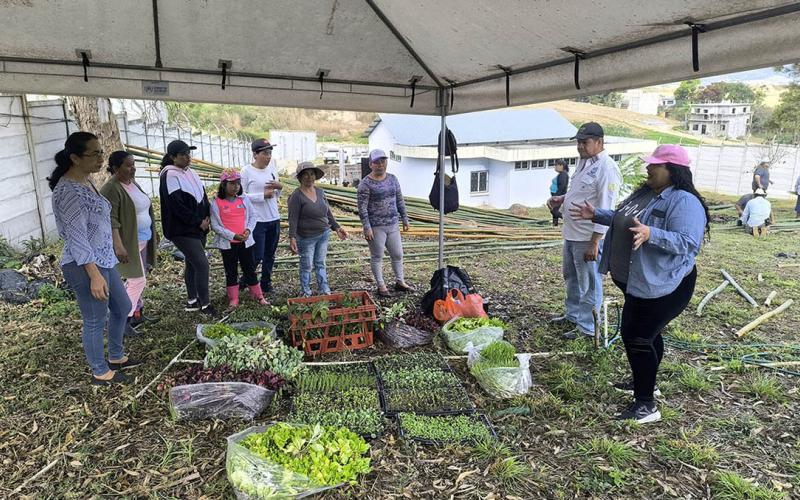 Producidas más de 287 mil plántulas de hortalizas para fortalecer la agricultura familiar