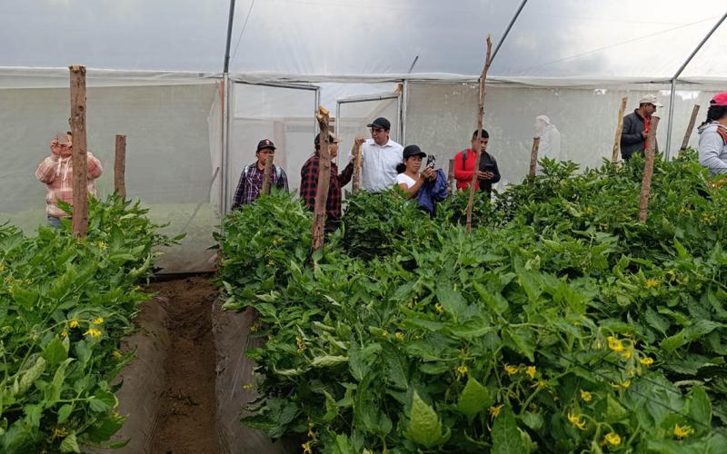 Productores de tomate aprenden manejo de cultivo