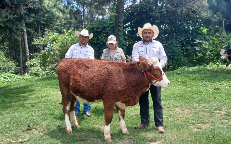 Realizan peritaje zootécnico de ganado Simmental en Chimaltenango