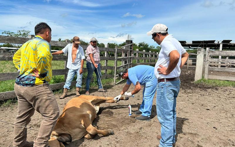 Recuperados el 97% de los animales afectados por Gusano Barrenador