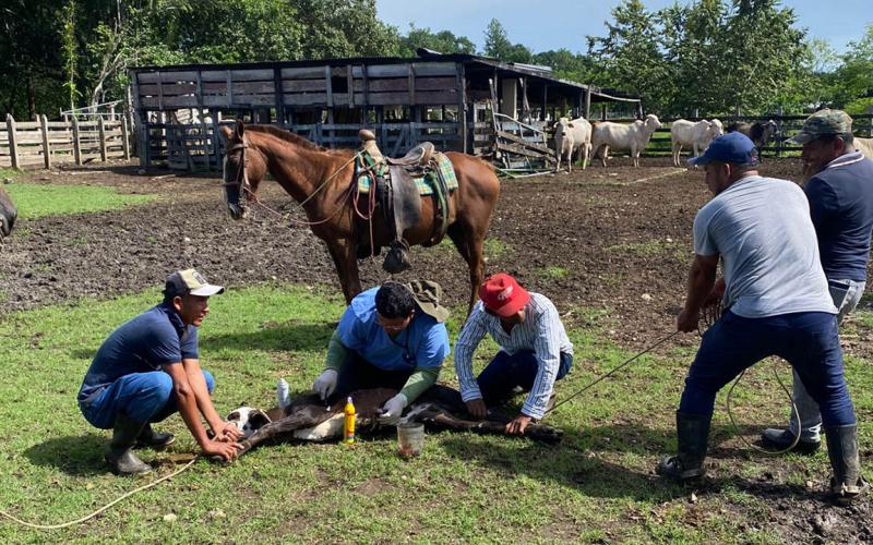 Refuerzan controles para combatir el Gusano Barrenador en siete departamentos