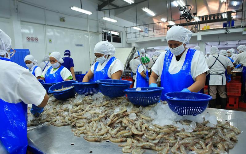 Refuerzan medidas sanitarias para exportación de camarón y miel a la Unión Europea