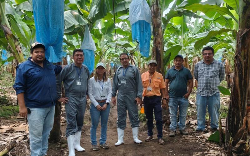 Supervisan producción in vitro de banano y plátano