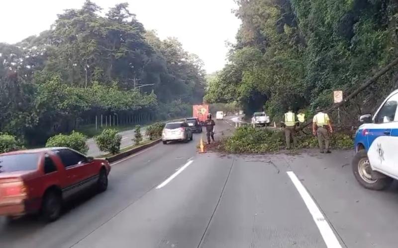 Provial apoya en labores de limpieza tras caída de árbol en la Ruta Interamericana