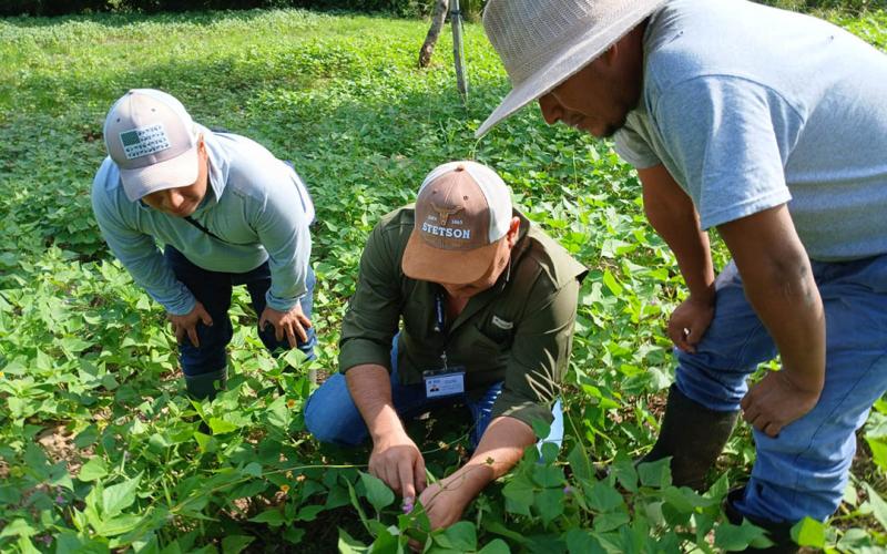 Apoyan con asistencia técnica fortalecimiento de la producción de frijol