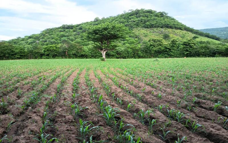Brindan apoyo técnico para garantizar desarrollo de cultivo de maíz 