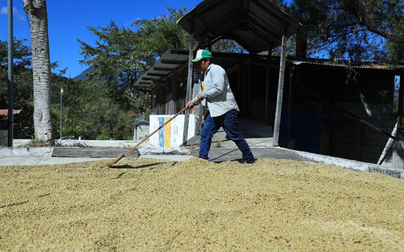 El secado del café