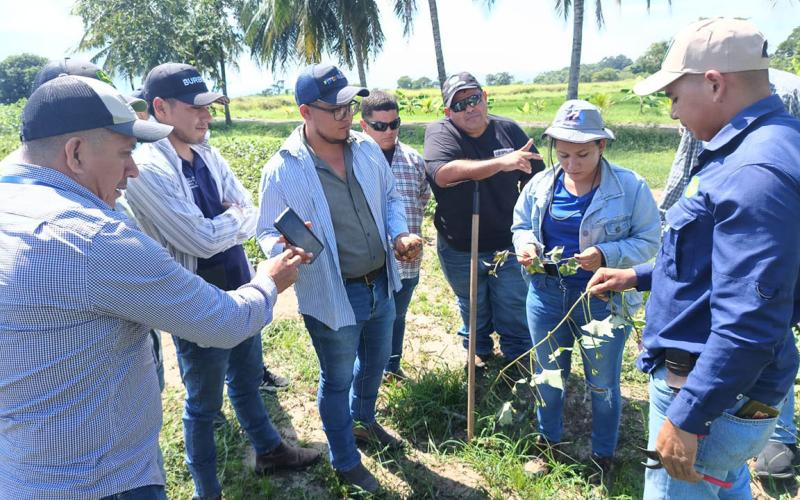 Extensionistas de Izabal aprenden el cultivo del camote