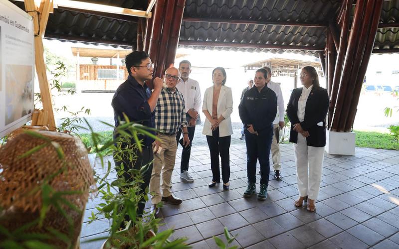 Impulsan sostenibilidad y desarrollo de la agrocadena del bambú