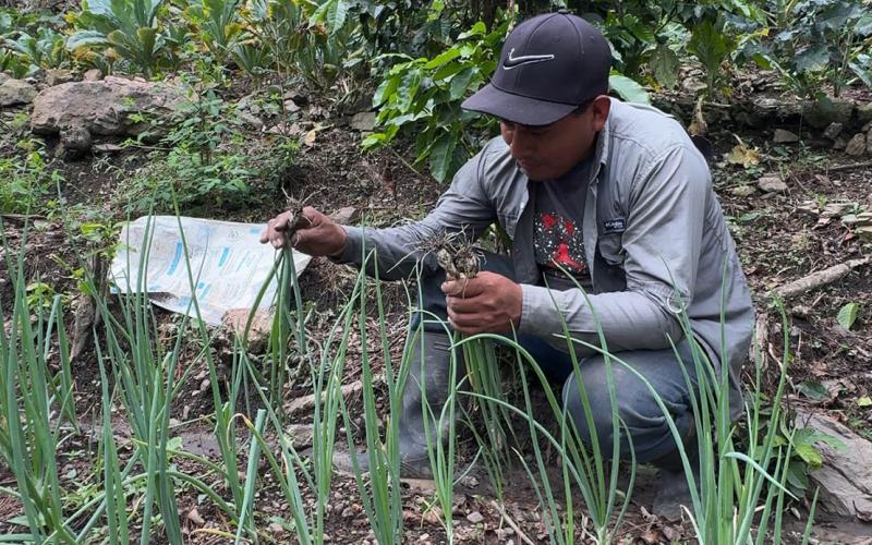 Mano a Mano fortalece la agricultura familiar de Jocotán
