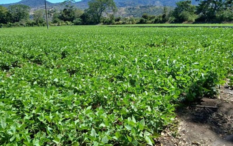 Monitorean 54 municipios por bajas temperaturas y lluvias de fin de semana