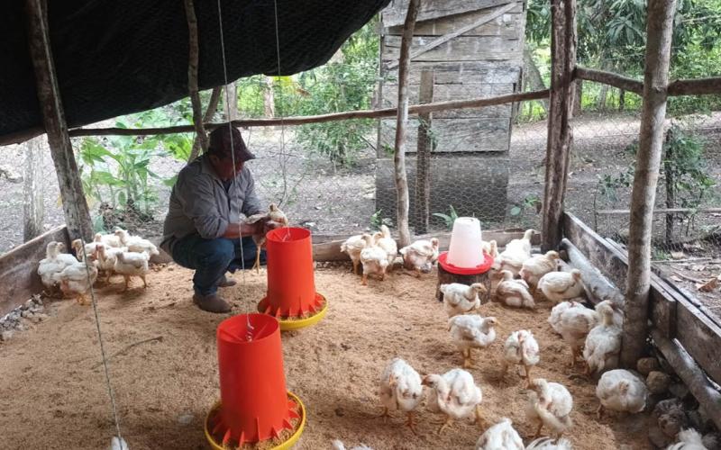 Monitoreo sanitario fortalece la producción avícola en Melchor de Mencos