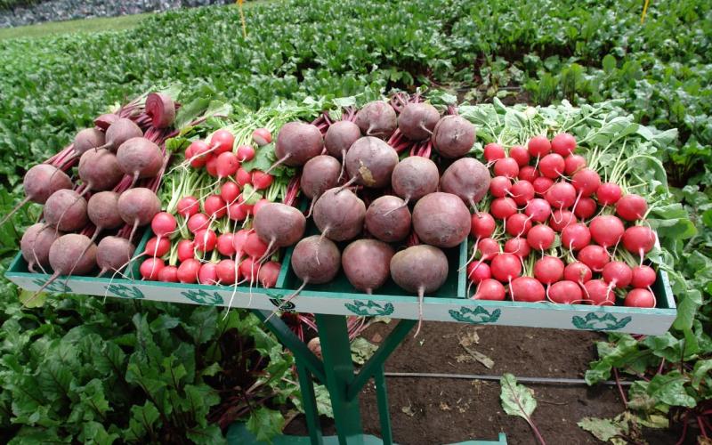 Promueven consumo y producción sostenible de frutas y verduras
