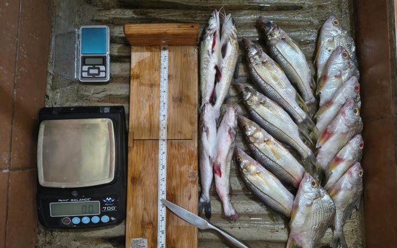 Realizan monitoreo biológico de pesca continental en Río Dulce, Izabal