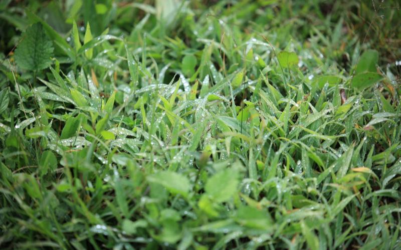 Ante el descenso de temperaturas se emiten recomendaciones para el sector agropecuario