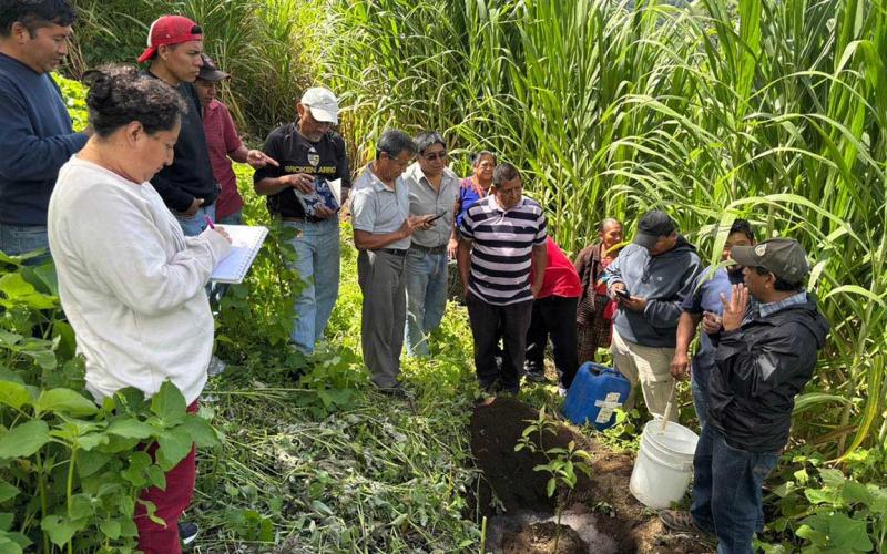 Impulsamos el uso de tecnología en 27 proyectos para lograr cultivos de aguacate más eficientes