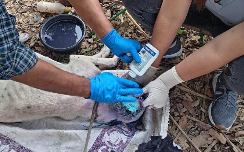 Más de nueve mil animales revisados en una semana para frenar el Gusano Barrenador