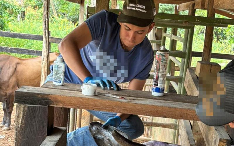 Mantienen acciones de vigilancia epidemiológica para combatir al Gusano Barrenador