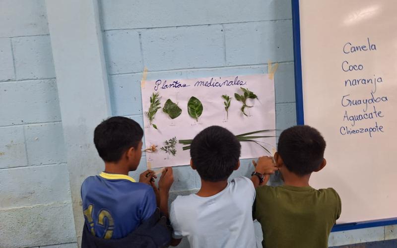 Niños Q’eqchi’ de Cahabón, plantas medicinales 
