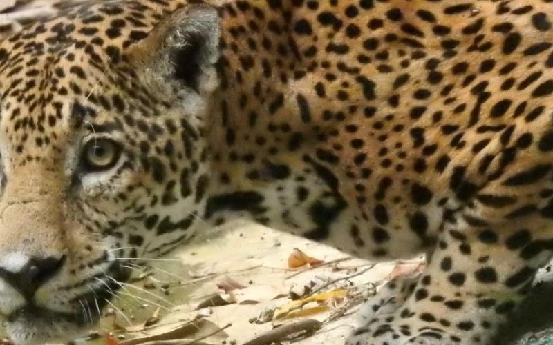 jaguar