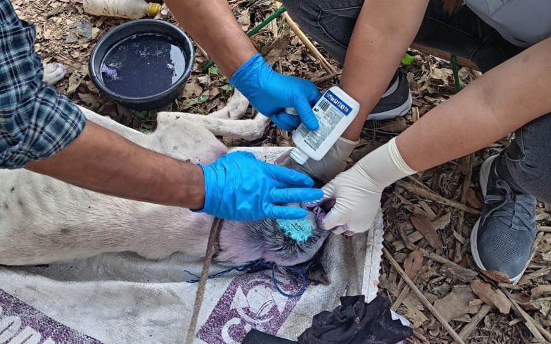 Gusano Barrenador: más de 293 mil animales inspeccionados este año